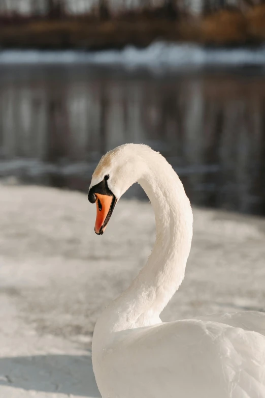 a white swan standing on top of snow covered ground, trending on pexels, on a lake, elegant face, subject= duck, nordic