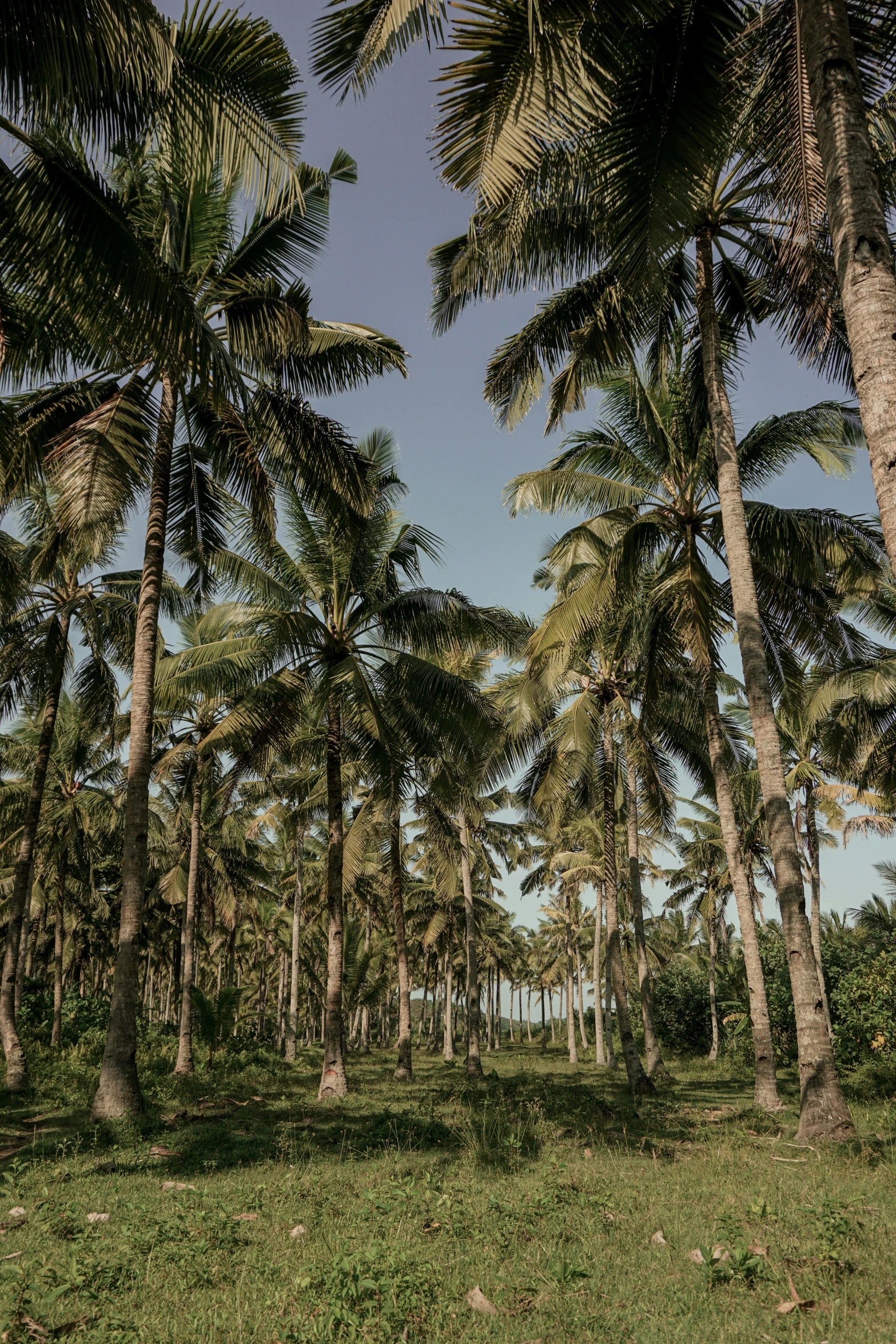 a bunch of palm trees that are in the grass, unsplash, sumatraism, cuba, multiple stories, 8 k wide shot, movie filmstill