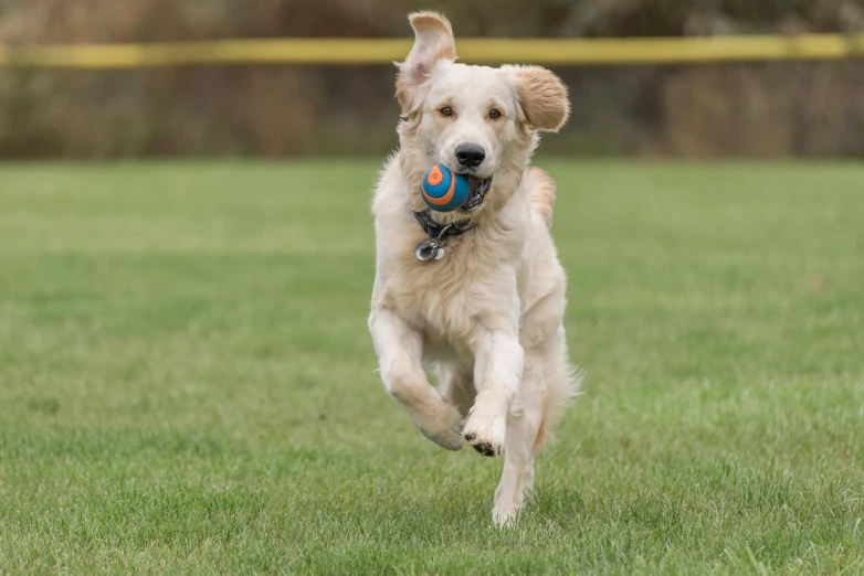 a dog running with a ball in its mouth, taken with sony alpha 9, golden retriever, rectangle, tag