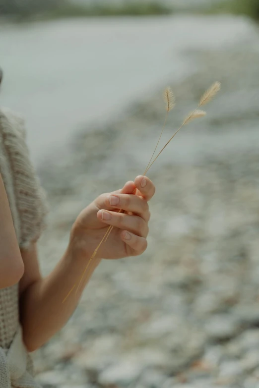 a close up of a person holding a flower, soft-sanded coastlines, holding the elder wand, innocent mood, tiny sticks