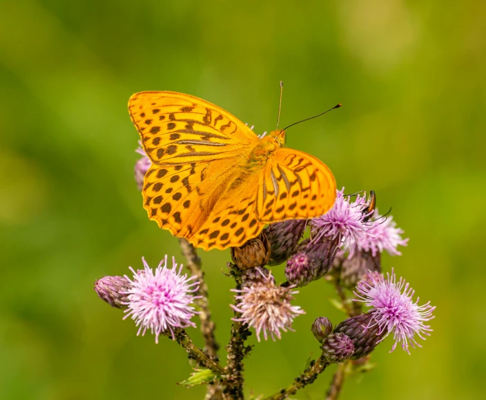 a butterfly that is sitting on a flower, by John Gibson, pexels contest winner, hurufiyya, meadow flowers, pink and orange, slide show, high-angle