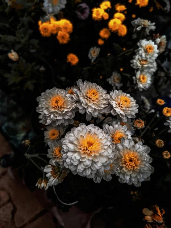 a bunch of yellow and white flowers in a pot, a colorized photo, inspired by Elsa Bleda, unsplash contest winner, dark grey and orange colours, chrysanthemum eos-1d, shot on iphone 1 3 pro max, night photo