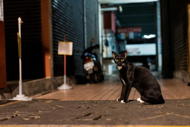 a black cat sitting in the middle of a street, by Niko Henrichon, kowloon, fan favorite, nightlife, [ cinematic