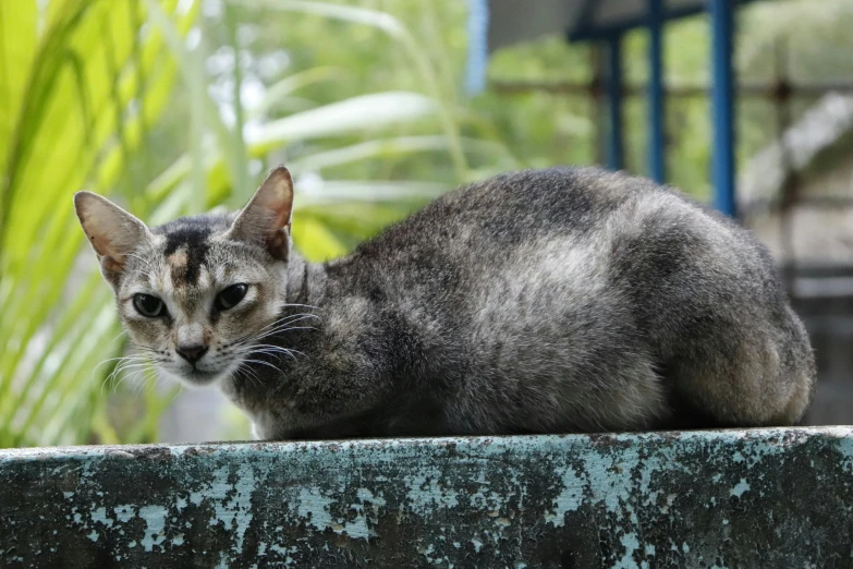 a cat sitting on top of a cement wall, by Gwen Barnard, unsplash, sumatraism, on a table, malaysian, very old, female gigachad