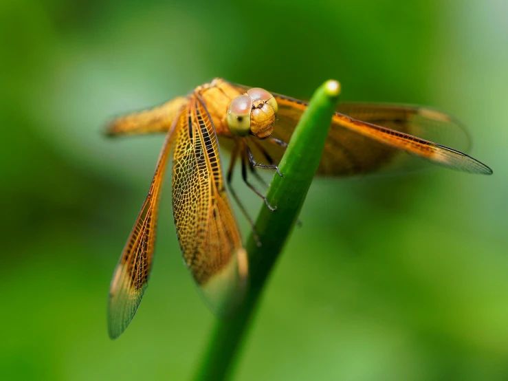 a dragonfly resting on a blade of grass, a macro photograph, pexels contest winner, hurufiyya, avatar image, brown, indonesia national geographic, golden wings