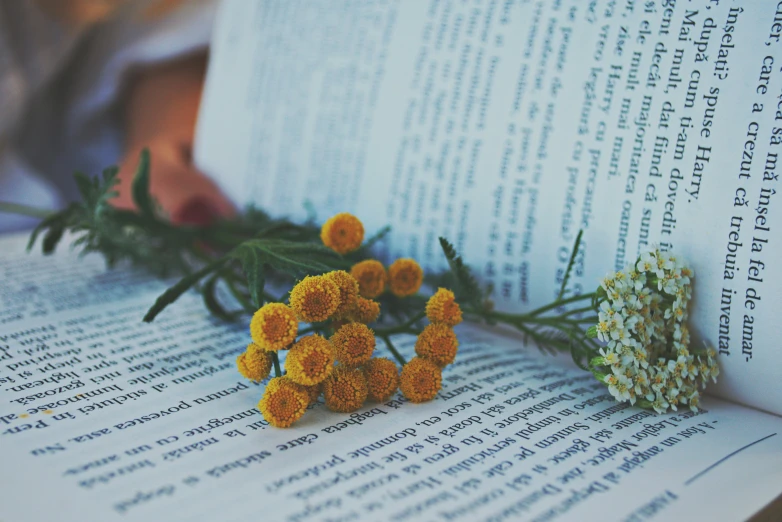 a book with a bunch of flowers on top of it, unsplash, yellow flowers, multiple stories, reading, fungal pages