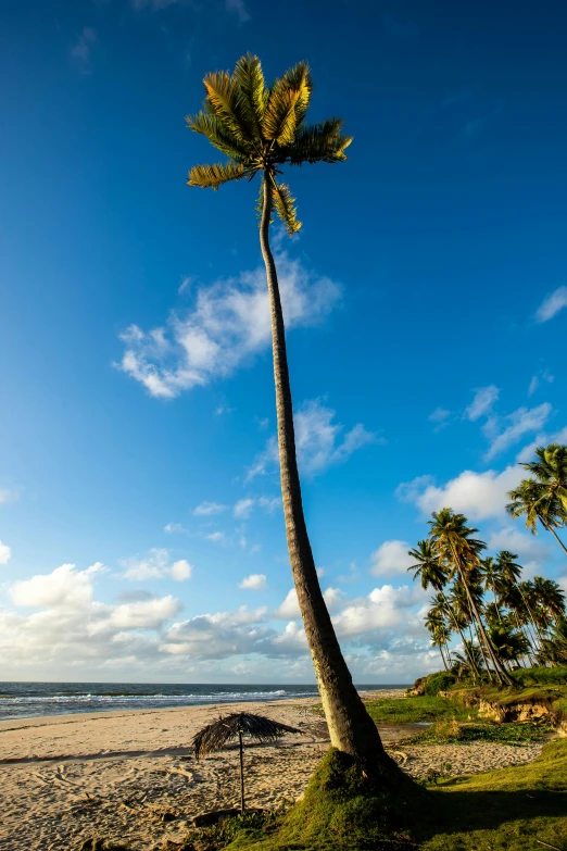 a palm tree sitting on top of a lush green field, beach on the outer rim, an imposingly tall, salvador, slide show