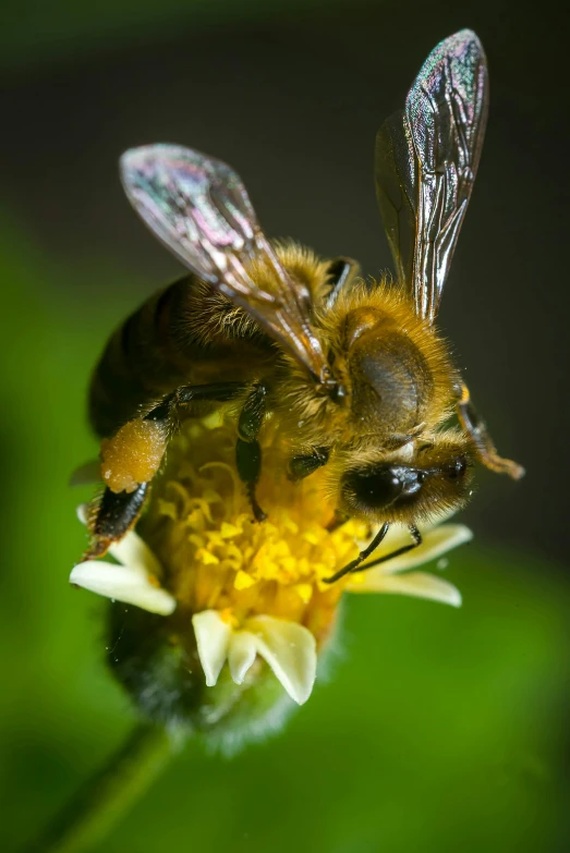 a close up of a bee on a flower, paul barson, looks at the camera, biodiversity heritage library, yellow