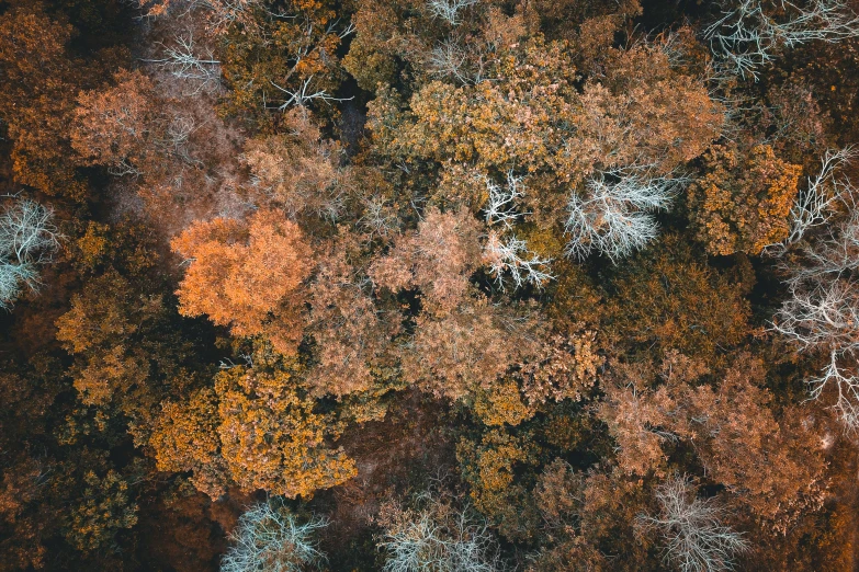 an aerial view of a forest in autumn, by Adam Marczyński, gray and orange colours, low angle photo, ((trees)), thumbnail