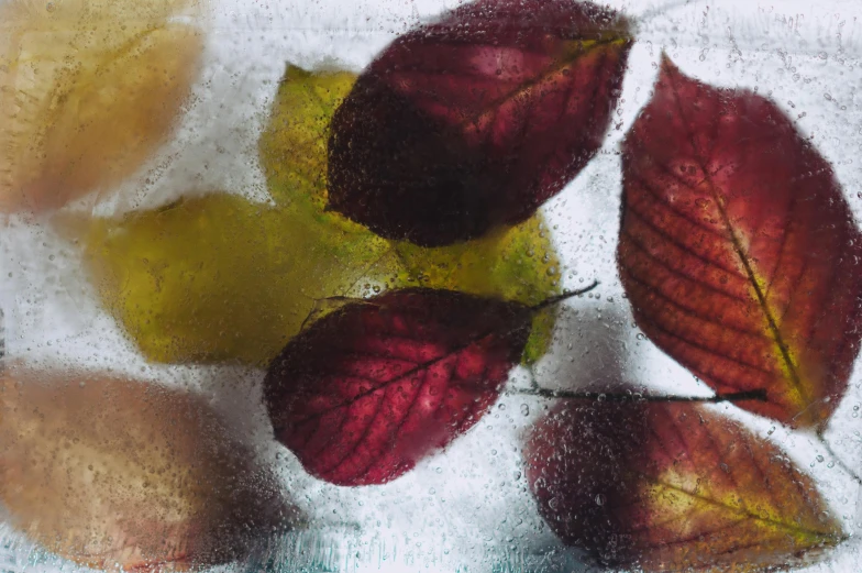 a group of leaves sitting on top of a table, a still life, unsplash, process art, looking through frosted glass, red+yellow colours, medium format. soft light, multicoloured