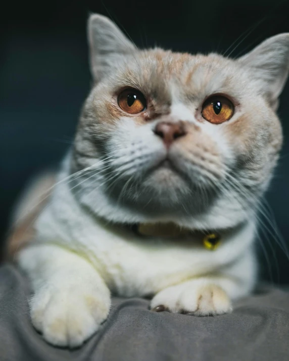 a close up of a cat laying on a couch, a portrait, trending on unsplash, lgbtq, instagram picture, proud looking, concerned