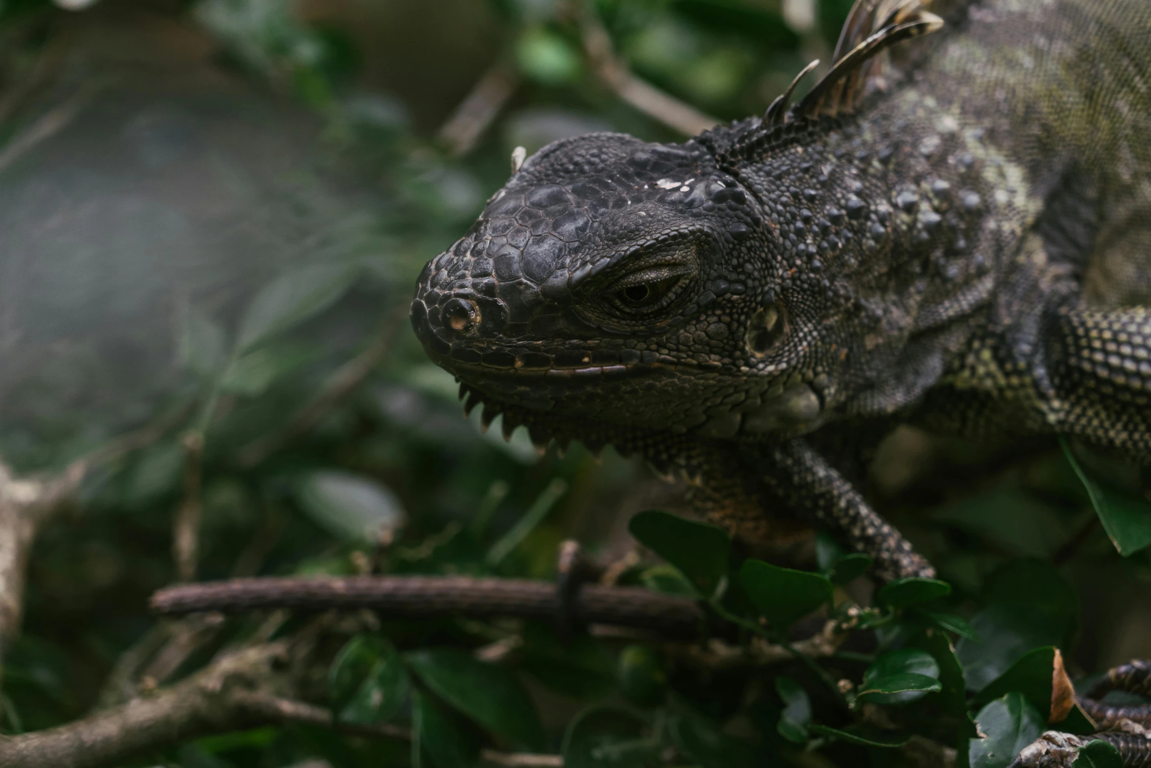 a close up of a lizard on a tree branch, a portrait, by Adam Marczyński, pexels contest winner, sumatraism, grey, curved horned dragon!, amongst foliage, close up shot a rugged