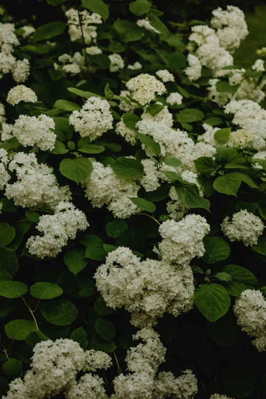 a bush of white flowers with green leaves, inspired by Elsa Bleda, unsplash, baroque, shot on hasselblad, hydrangea, loosely cropped, cinematic shot ar 9:16 -n 6 -g