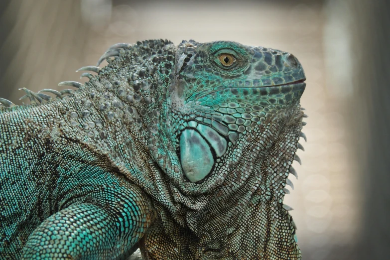 a close up of a lizard with a blurry background, pexels contest winner, photorealism, cyan and green, 🦩🪐🐞👩🏻🦳, grey, highly ornate