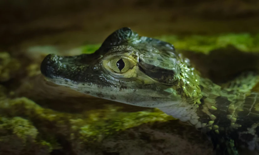 a close up of a lizard on a rock, by Adam Marczyński, pexels contest winner, sumatraism, photo of crocodile, watery doe eyes, at night, swampy