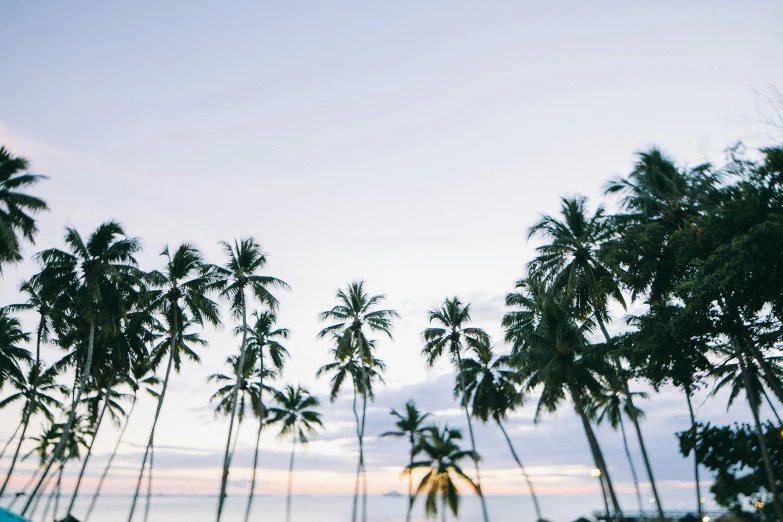 a man riding a surfboard on top of a sandy beach, a picture, unsplash, hurufiyya, coconut palms, at twilight, large trees, fine art print