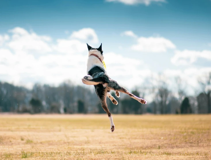 a dog jumping in the air to catch a frisbee, inspired by Elke Vogelsang, pexels contest winner, arabesque, boston dynamics robots, youtube thumbnail, full frame image