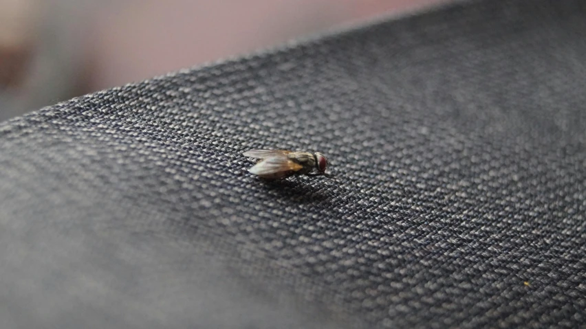 a bug sitting on top of a piece of cloth, unsplash, hair floating covering chest, taken in the late 2010s, flight, grain”