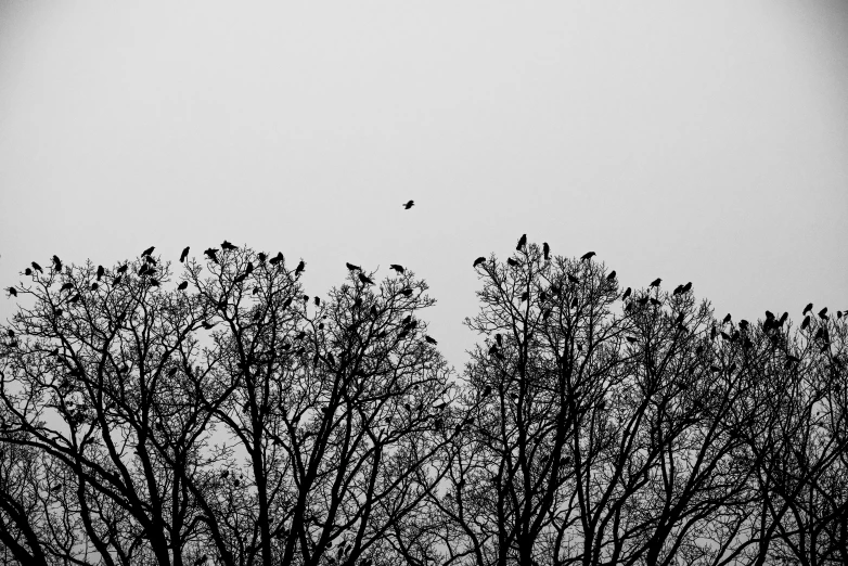 a flock of birds sitting on top of a tree, by Slava Raškaj, pexels contest winner, minimalism, black crows, overcast!!!, 1 6 x 1 6, a park