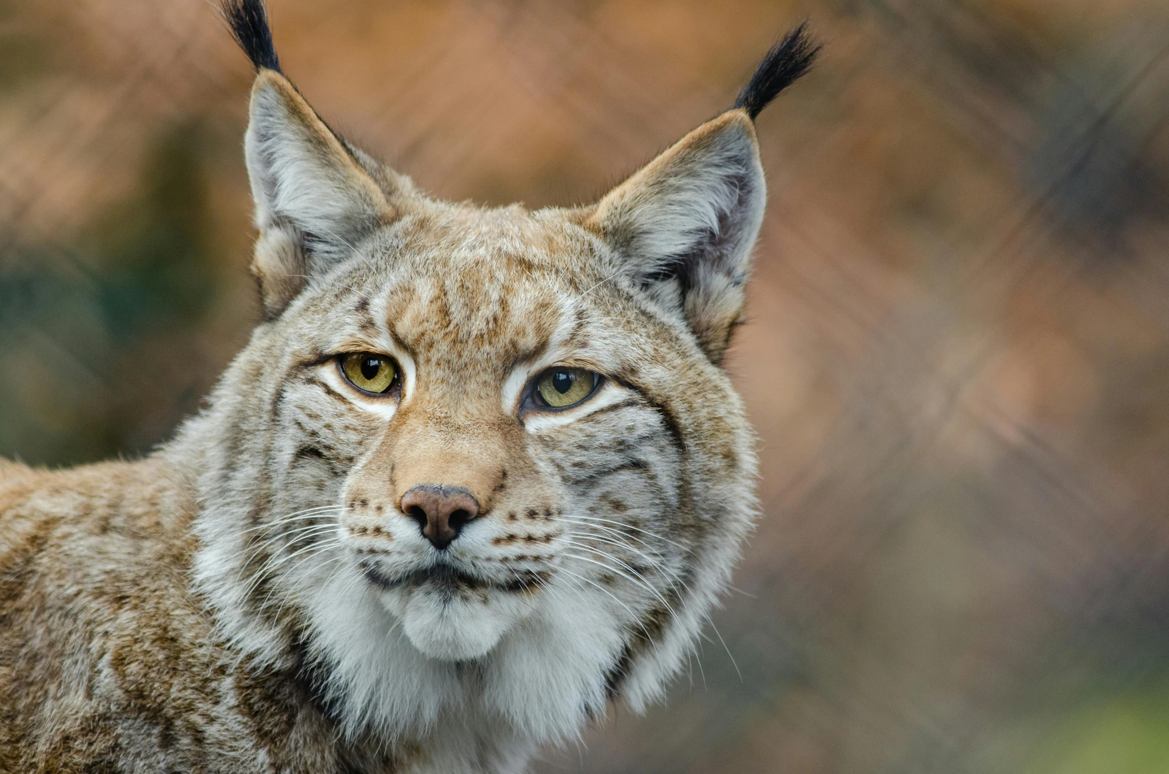 a close up of a lynx behind a chain link fence, by Jan Tengnagel, pexels contest winner, confident smirk, pale pointed ears, a handsome