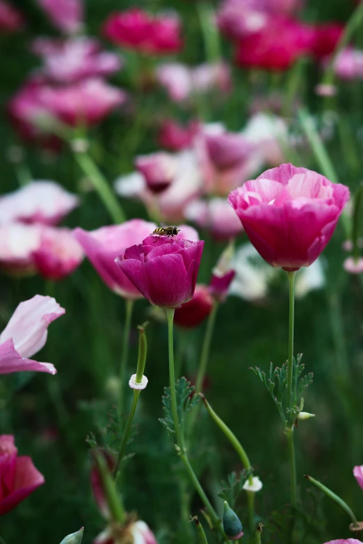 a field full of pink and white flowers, by Jessie Algie, anemone, pink bees, tulip, single subject