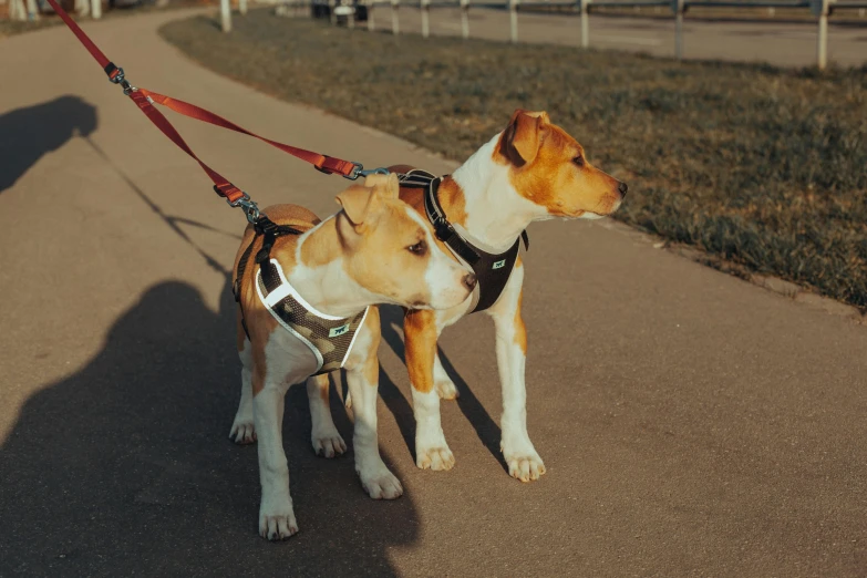 a brown and white dog and a brown and white dog on a leash, unsplash, walking through a suburb, harnesses and garters, thumbnail, underlit