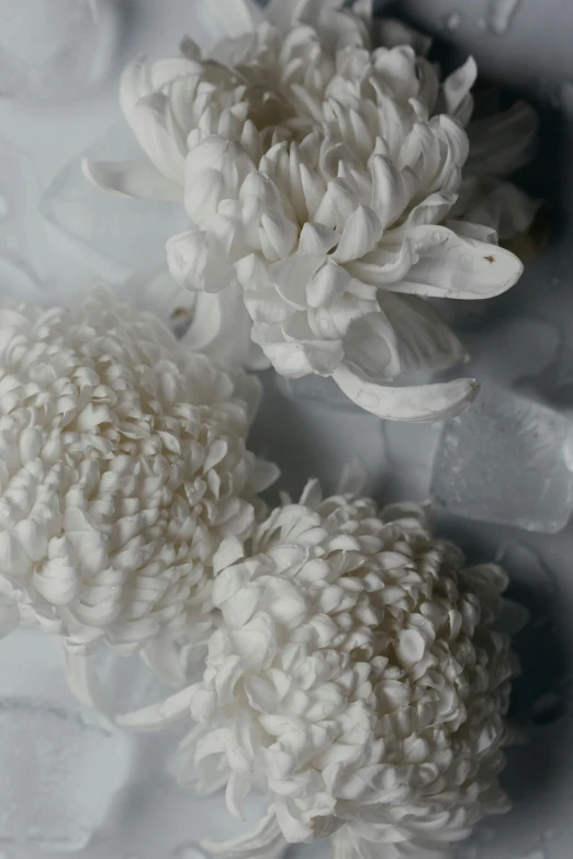 a couple of white flowers sitting on top of a table, a marble sculpture, inspired by Cy Twombly, unsplash, close up of single sugar crystal, chrysanthemum, detail texture, white cloud