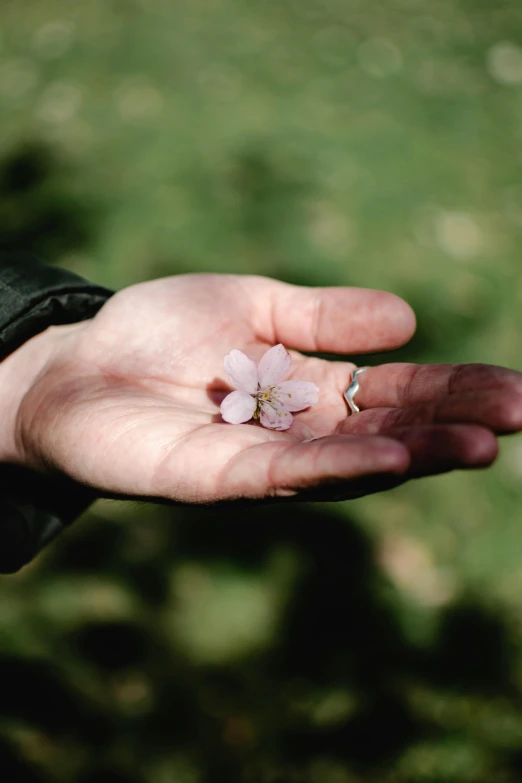 a person holding a flower in their hand, cherry blossom petals, paul barson, medium-shot, flattened