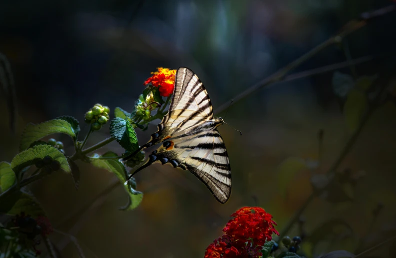 a butterfly sitting on top of a red flower, by Andries Stock, pexels contest winner, romanticism, paul barson, swallowtail butterflies, medium format. soft light, butterfly embroidery