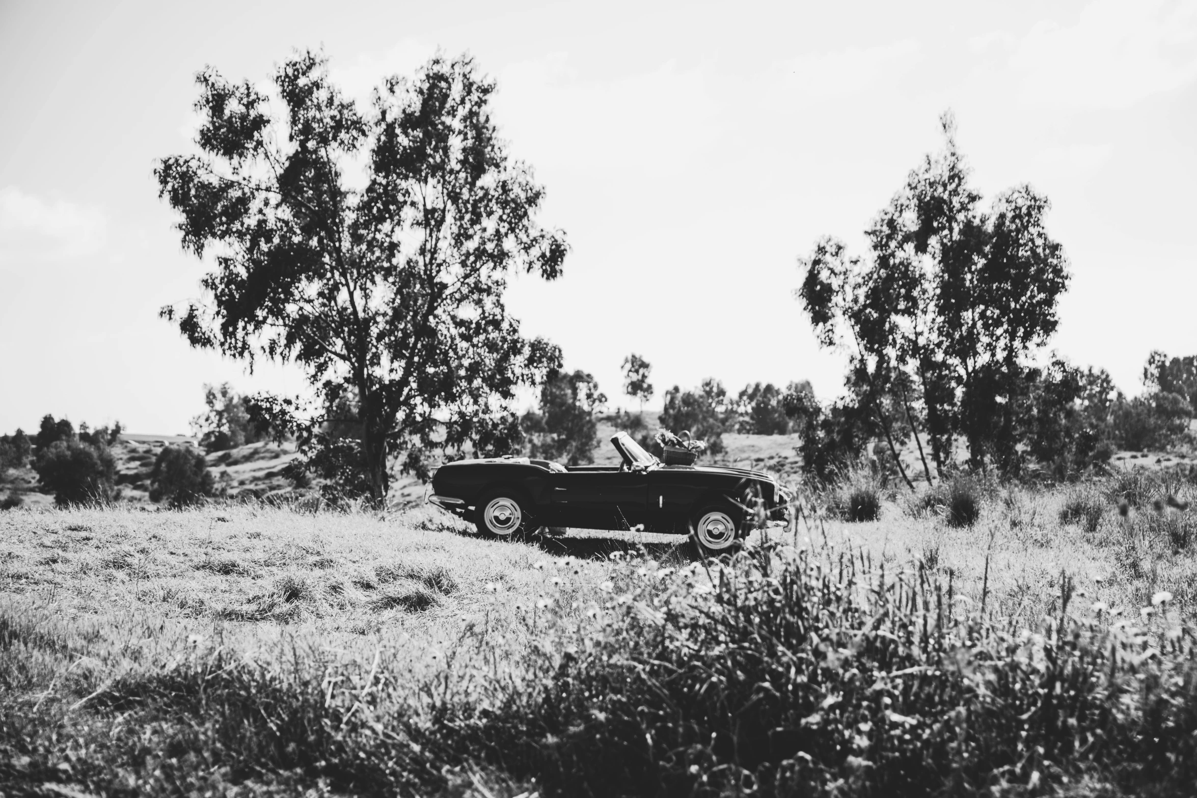 a black and white photo of a car in a field, unsplash, convertible, vintage footage, southern california, amongst foliage