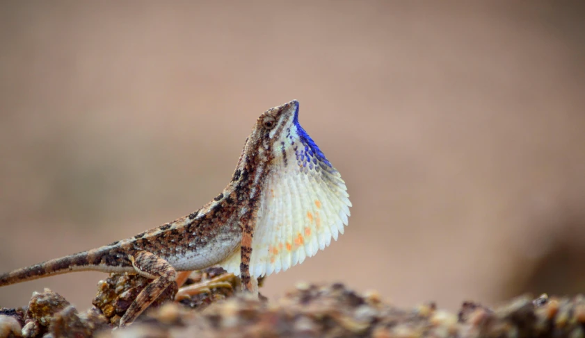 a lizard sitting on top of a dry grass covered ground, a macro photograph, by Gwen Barnard, pexels contest winner, ophanim has bird wings, blue, king of the desert, slide show