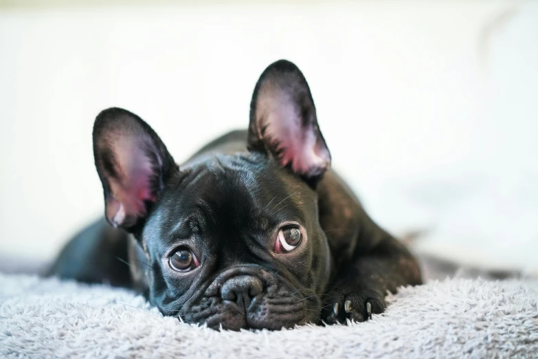 a small black dog laying on top of a white blanket, a cartoon, pexels contest winner, baroque, french bulldog, cute eyes, an intricate, a handsome