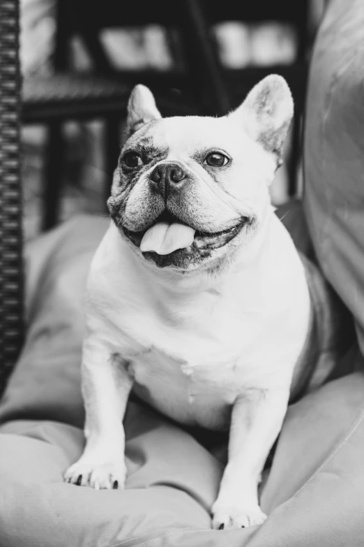 a black and white photo of a dog sitting on a couch, a black and white photo, by Austin English, unsplash, french bulldog, detailed smile, meaty, bulli