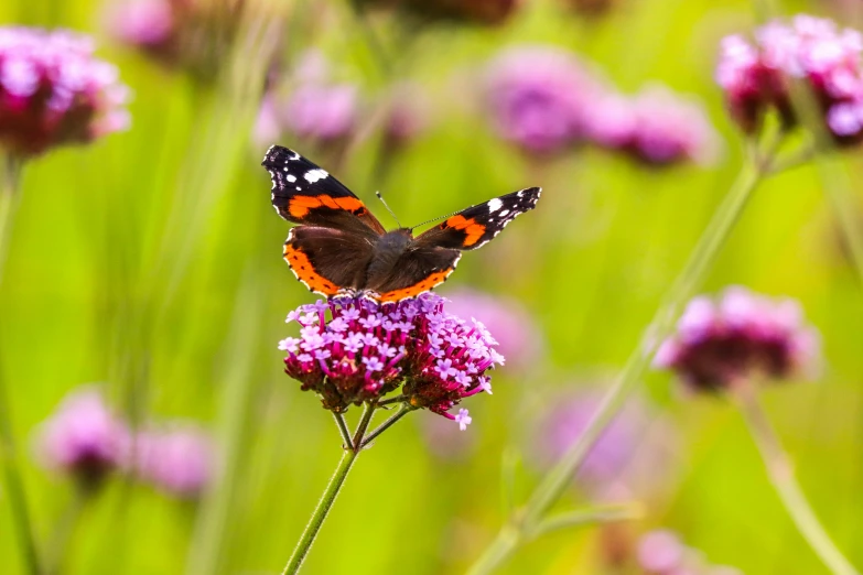 a butterfly sitting on top of a purple flower, in the sun, avatar image, high-resolution photo, fan favorite