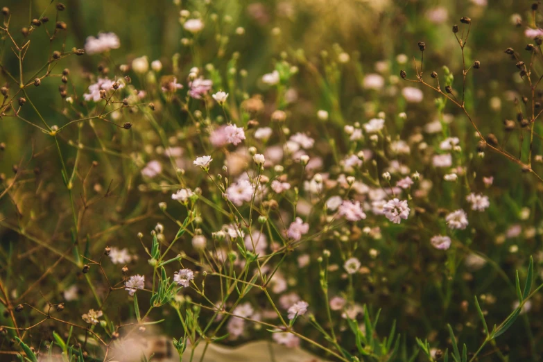 a bunch of flowers that are in the grass, a picture, by Emma Andijewska, trending on unsplash, romanticism, light pink tonalities, manuka, gypsophila, swarming with insects