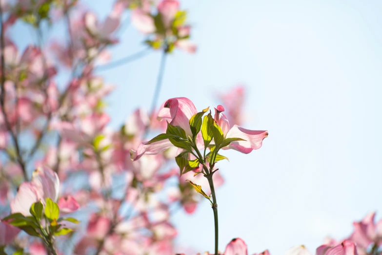 a close up of a tree with pink flowers, by Paul Davis, unsplash, magnolia leaves and stems, sunny sky, shot on sony a 7 iii, gardening