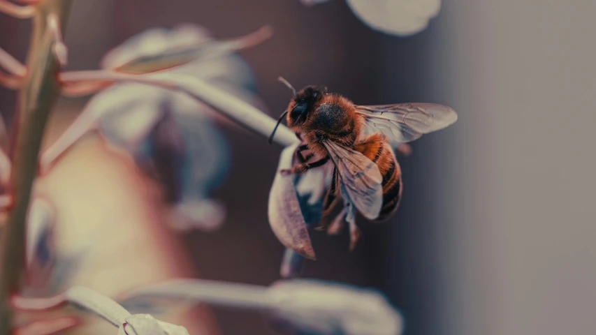 a close up of a bee on a plant, by Adam Marczyński, pexels contest winner, vintage style, brown, sustainable materials, [ cinematic