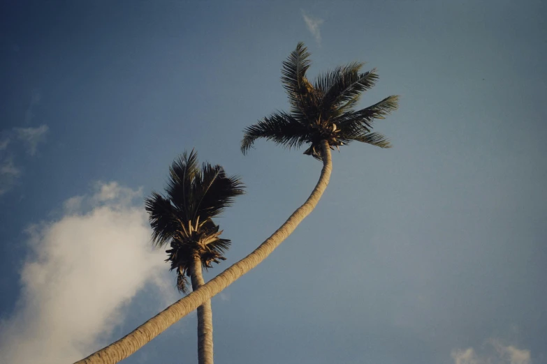 a couple of palm trees that are next to each other, by Pablo Rey, unsplash, magic realism, medium format film photography, high winds, big sky, over the tree tops