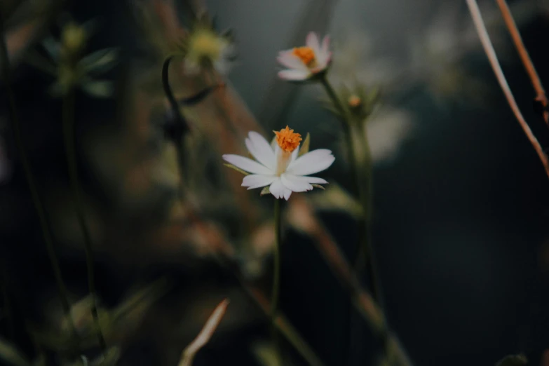 a white flower sitting on top of a lush green field, a macro photograph, trending on unsplash, minimalism, on a dark background, background image