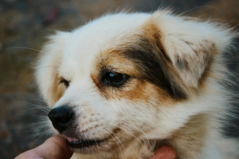 a close up of a person petting a dog, pexels contest winner, photorealism, intricate heterochromia sad, small blond goatee, aussie, puppies