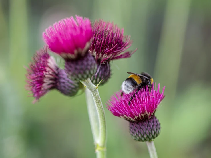 a bee sitting on top of a purple flower, by Alison Watt, pexels contest winner, thistles, pink, surface hives, museum quality photo