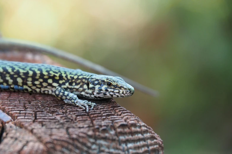 a lizard sitting on top of a piece of wood, by Gwen Barnard, unsplash, multi - coloured, spotted ultra realistic, fresh from the printer, grey-eyed