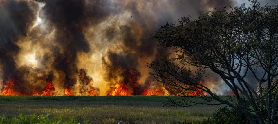 a large fire that is in the middle of a field, by Jesper Knudsen, pexels contest winner, hurufiyya, sri lanka, marsh, profile image, cai guo-qiang