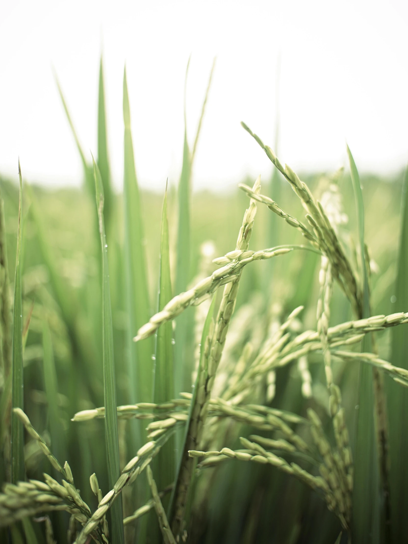 a close up of some grass in a field, by Yasushi Sugiyama, unsplash, rice paddies, tall, ready to eat, vanilla