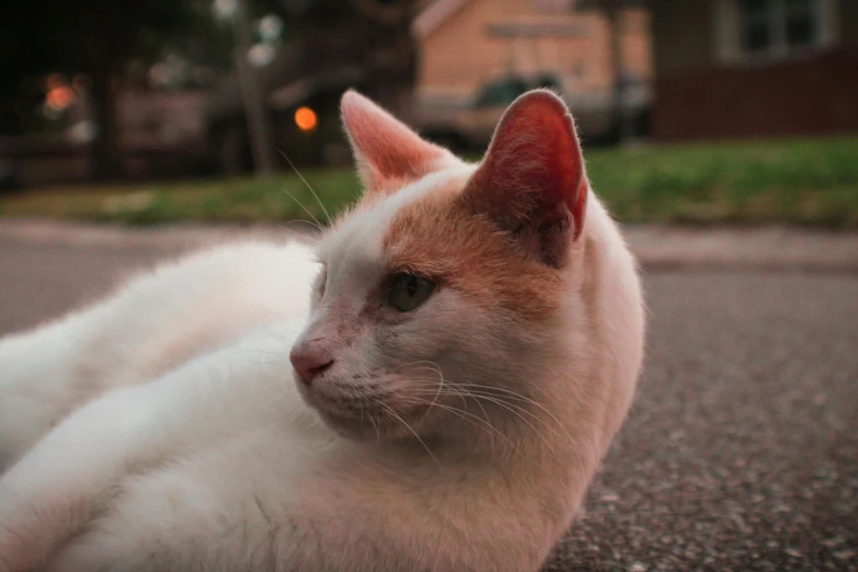 a white and orange cat laying on the ground, by Adam Rex, pexels contest winner, at twilight, white freckles, over-shoulder shot, today\'s featured photograph 4k