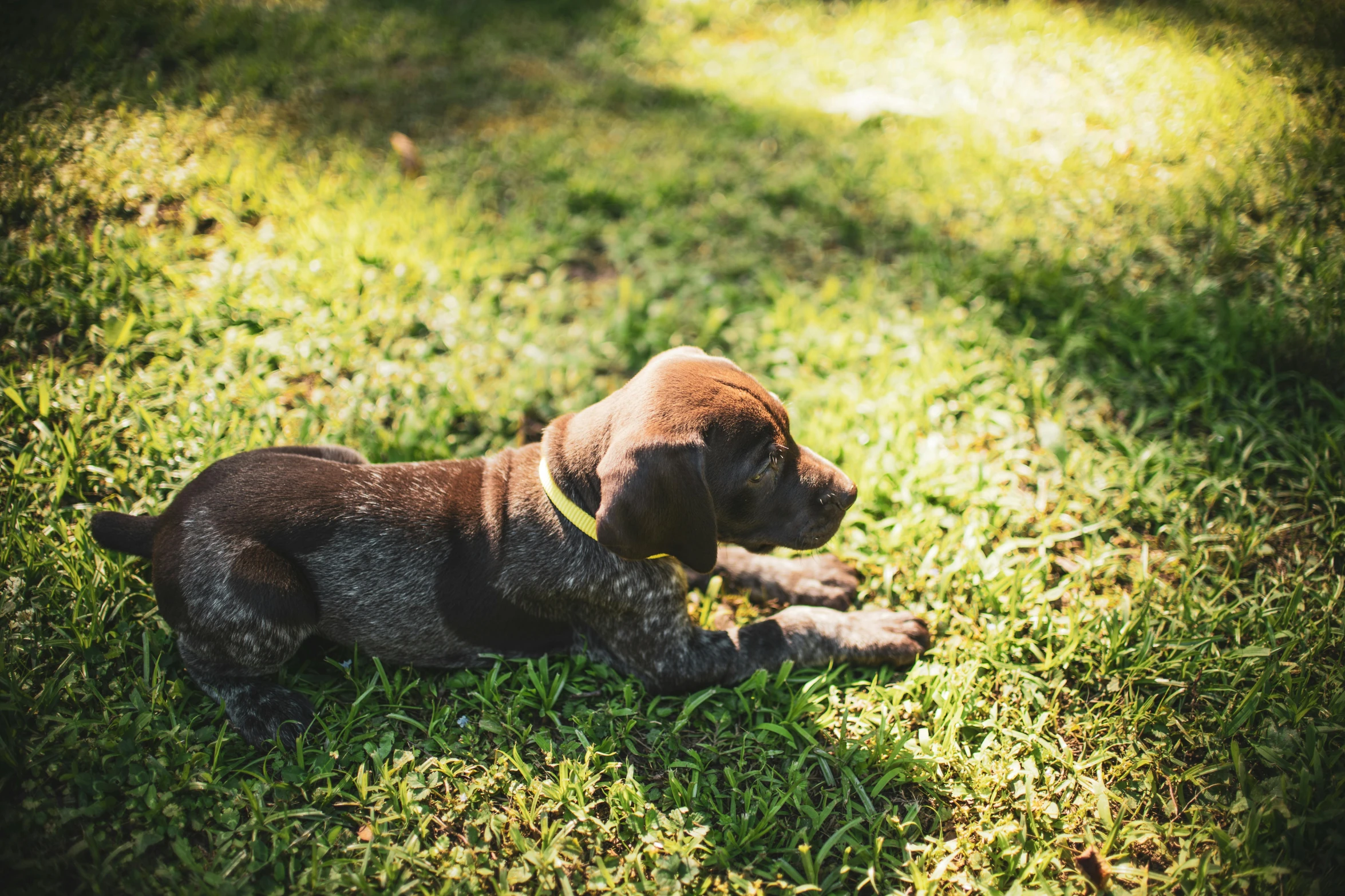 a brown dog laying on top of a lush green field, a photo, dappled, shot onfilm, puppy, programming