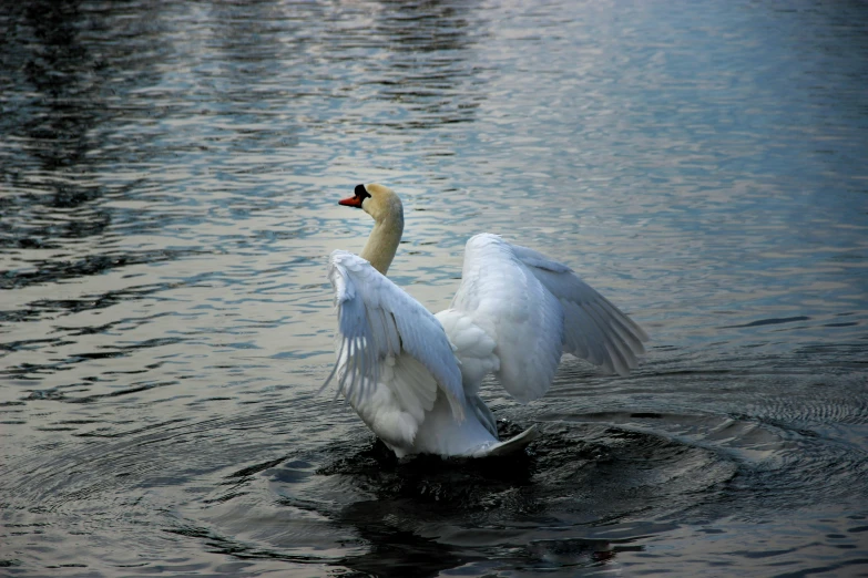 a swan is flapping its wings in the water, by Jan Tengnagel, pexels contest winner, arabesque, hd footage, confident stance, low quality photo, fan favorite