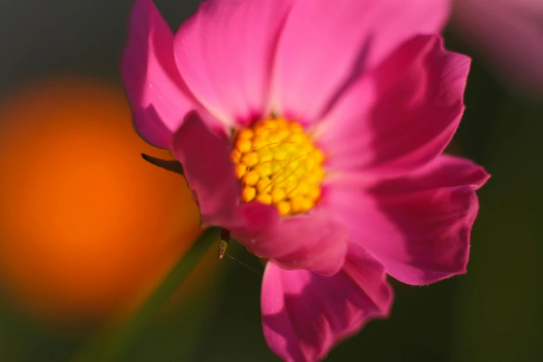 a close up of a pink flower with an orange in the background, a macro photograph, by Jan Rustem, unsplash, view of the cosmos, sunny light, taken in the late 2010s, magenta