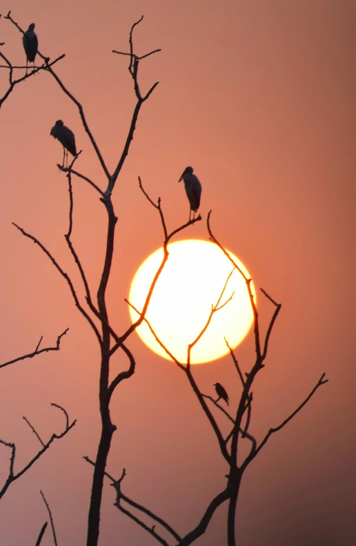 a group of birds sitting on top of a tree, a portrait, flickr, the three suns, concert, low iso, trending photo