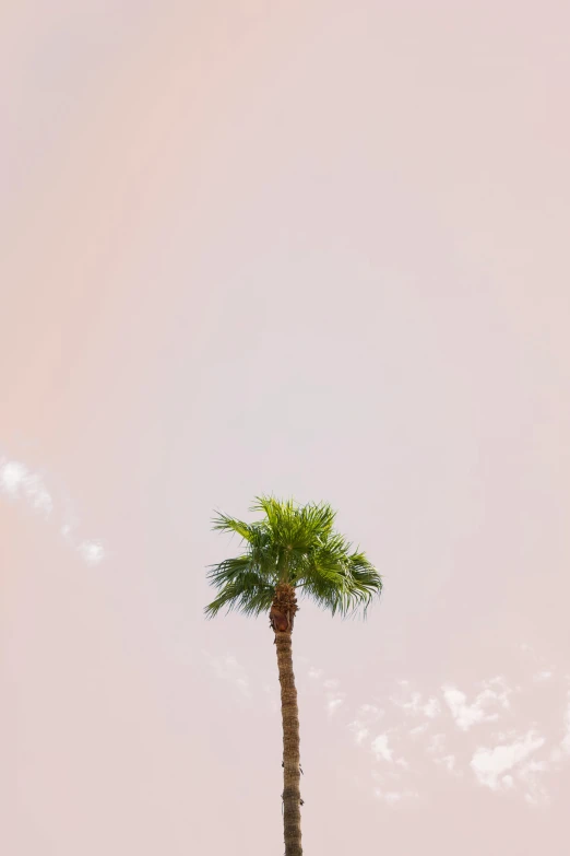 a tall palm tree sitting on top of a lush green field, inspired by Edward Ruscha, trending on unsplash, postminimalism, light pink mist, in las vegas, shot from roofline, portrait of tall